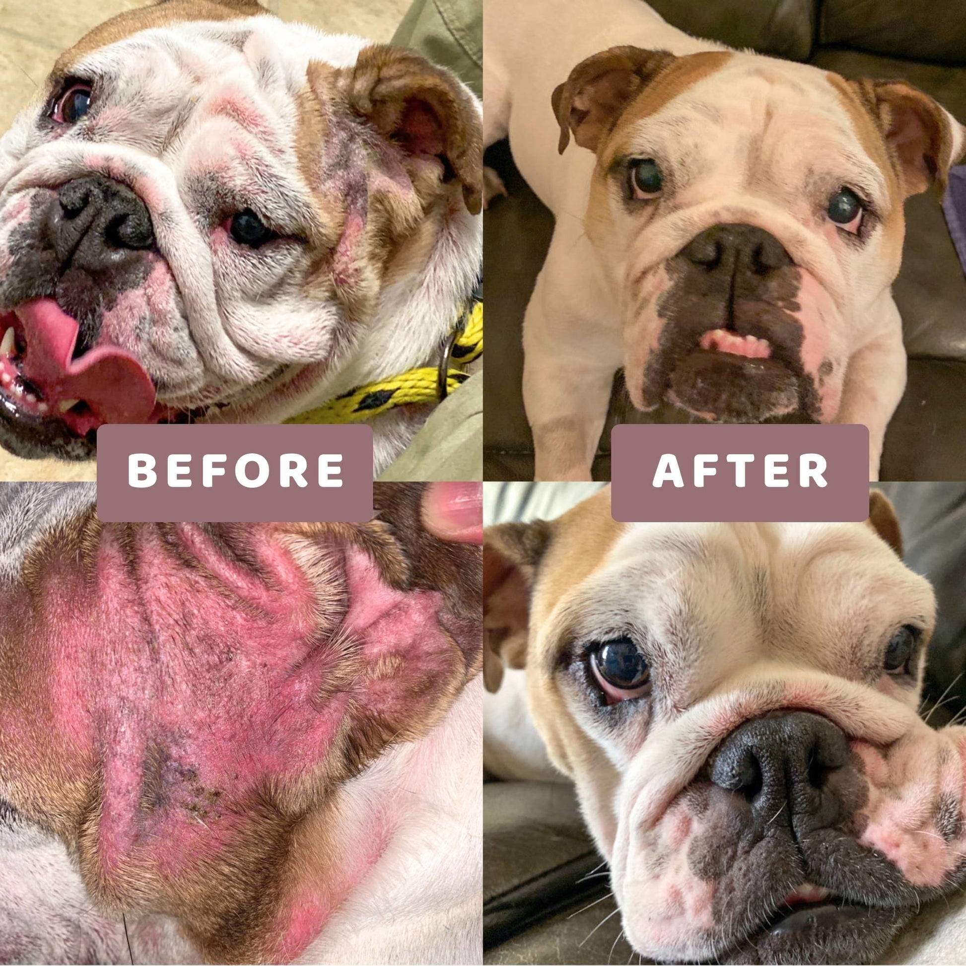 Happy dogs collage showing healthier skin and less scratching after daily chews.