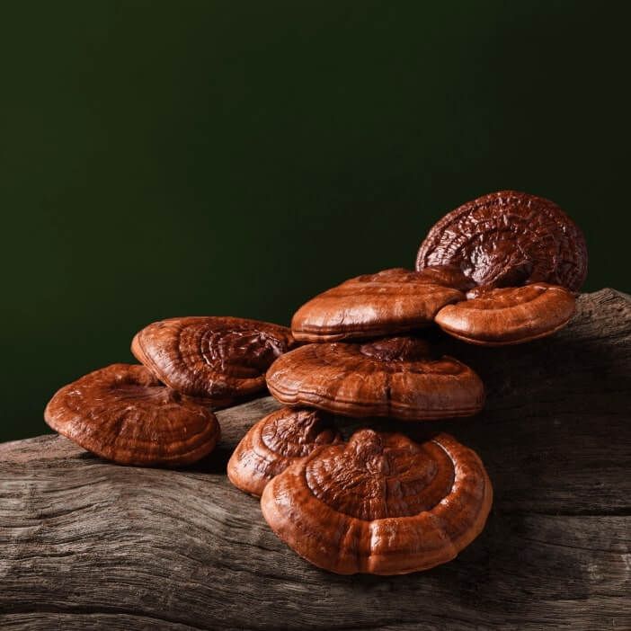 Reishi Mushrooms for Pet/Dog Supplement Chew